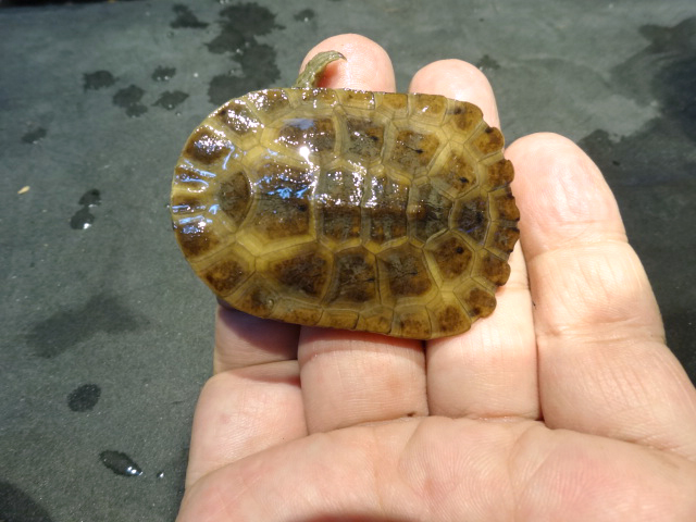 ブラジルヘビクビガメ(4)