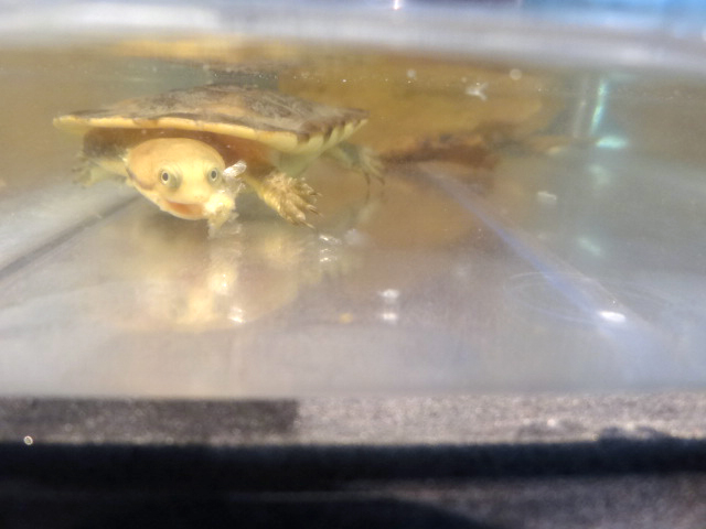 ブラジルヘビクビガメ(3)