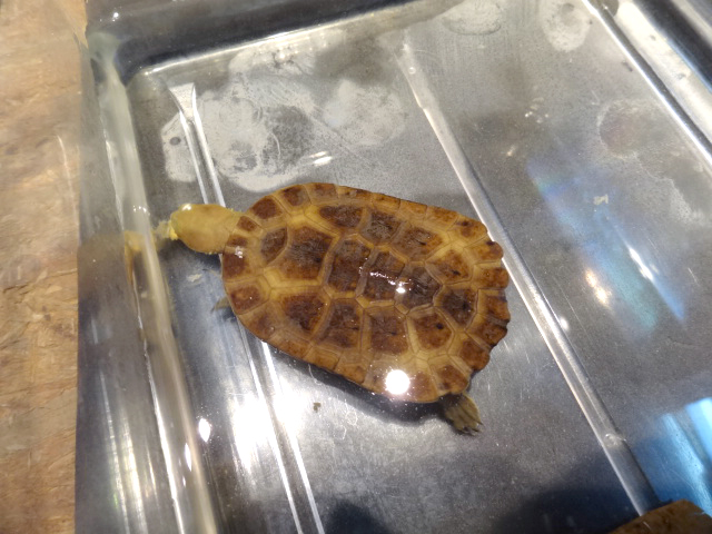 ブラジルヘビクビガメ(2)