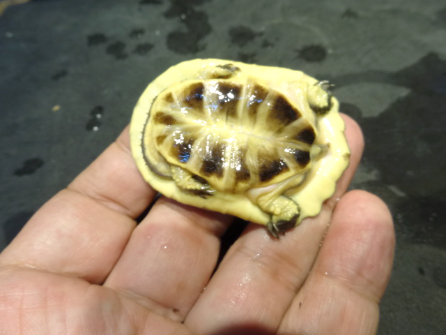 ブラジルヘビクビガメ(6)