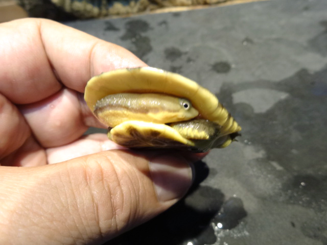 ブラジルヘビクビガメ(5)