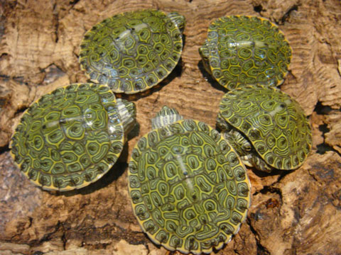 リオグランデクーター(3)