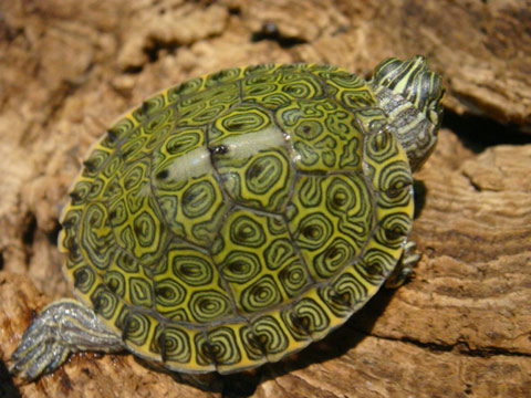 リオグランデクーター