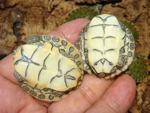 リオグランデクーター(2)