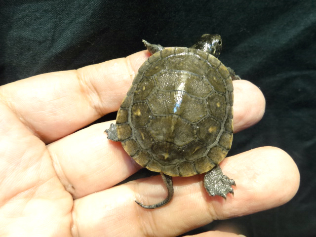 サルディーニャヌマガメ