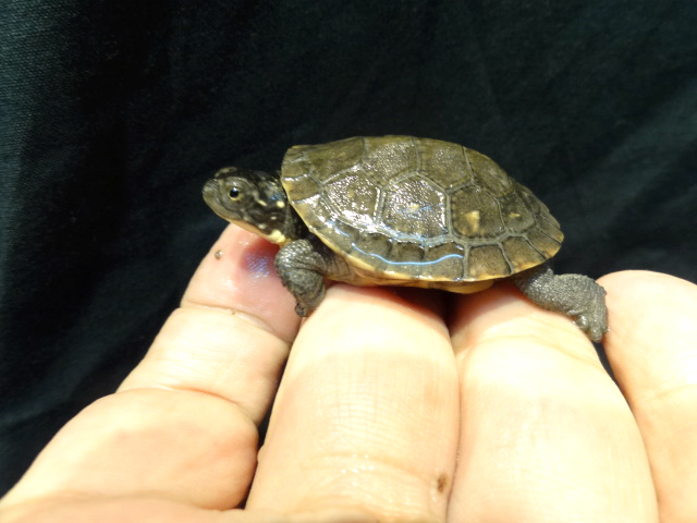 サルディーニャヌマガメ(2)