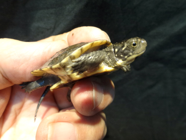 サルディーニャヌマガメ(3)