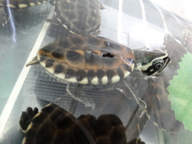 マレーニシクイガメ(4)