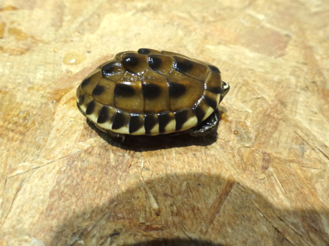 マレーニシクイガメ(1)