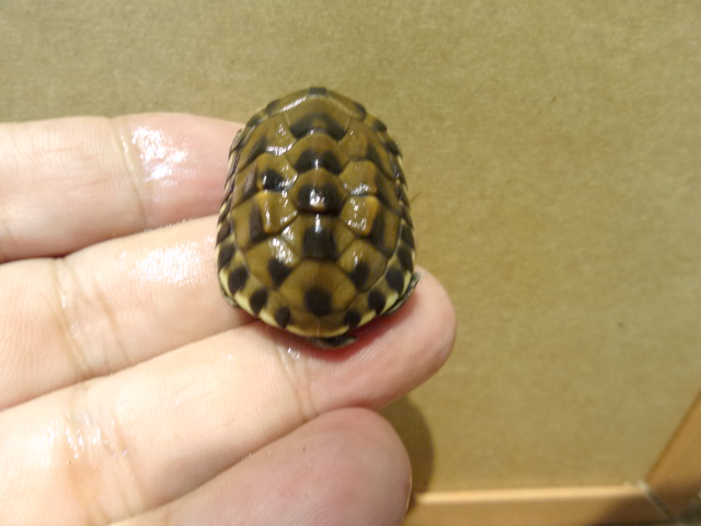 マレーニシクイガメ(2)