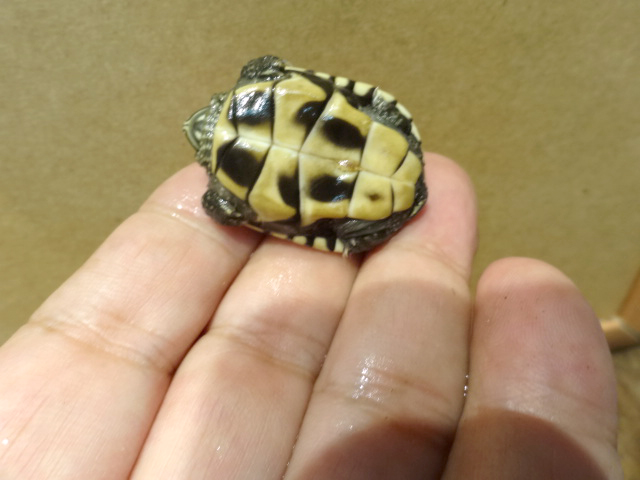 マレーニシクイガメ(3)