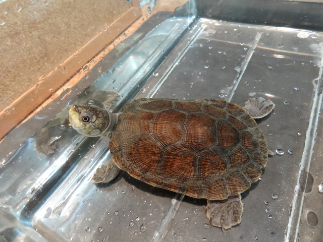 マダガスカルヨコクビガメ(1)