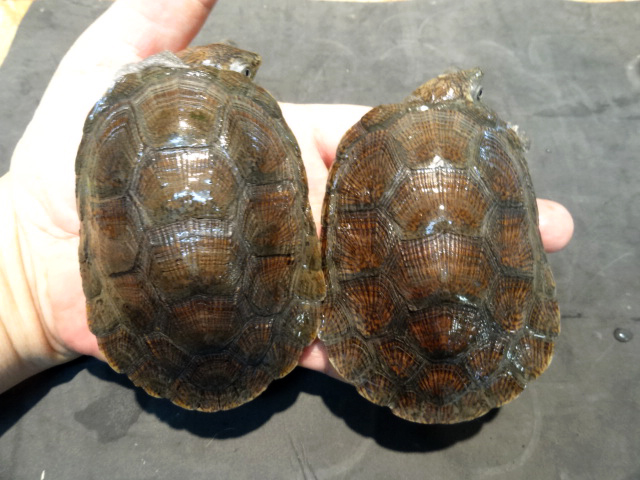 マダガスカルヨコクビガメ(2)