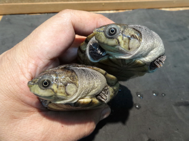 マダガスカルヨコクビガメ(3)