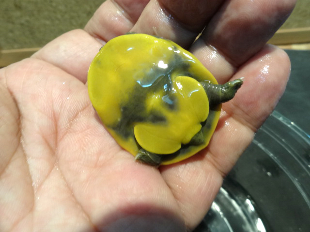 キタインドハコスッポン(8)