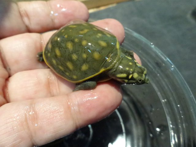 キタインドハコスッポン(7)