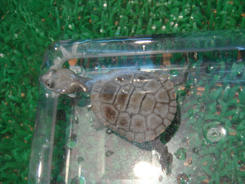 カンナガクビガメ(5)
