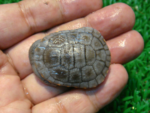 カンナガクビガメ(6)