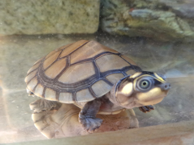 オオヨコクビガメ(1)