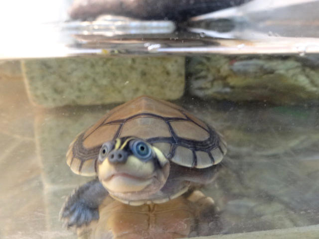 オオヨコクビガメ(2)