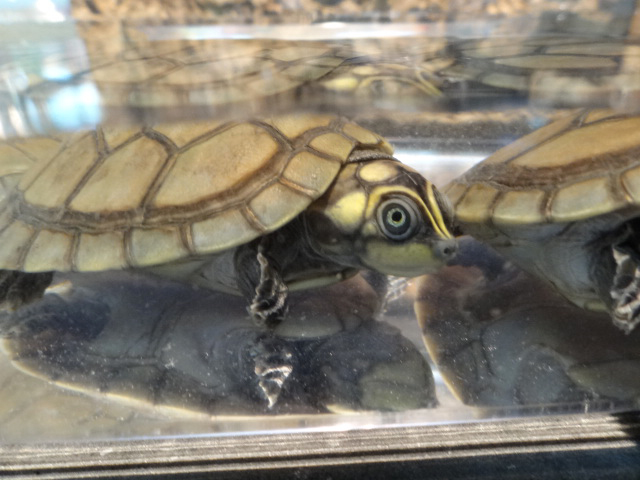 オオヨコクビガメ(3)