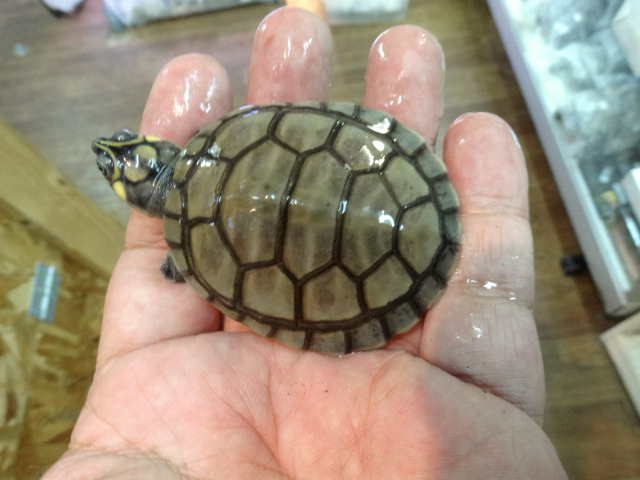 オオヨコクビガメ(4)