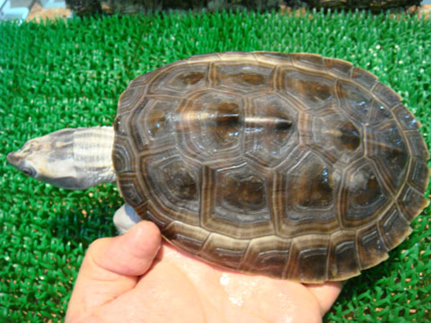 ニシキセタカガメ