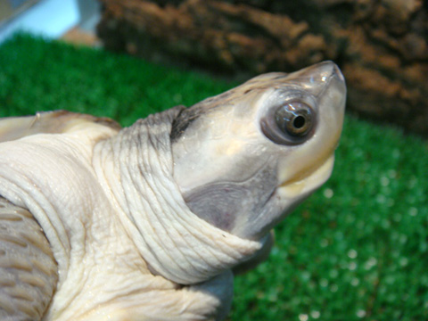 ニシキセタカガメ(2)