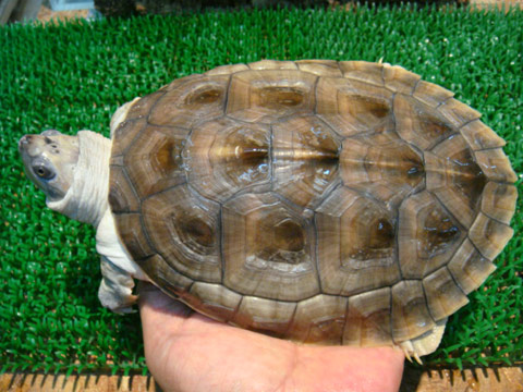 ニシキセタカガメ(3)