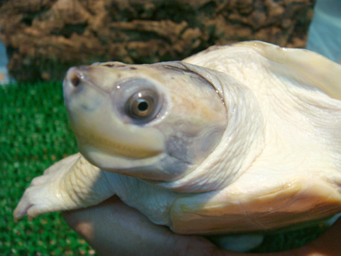 ニシキセタカガメ(4)