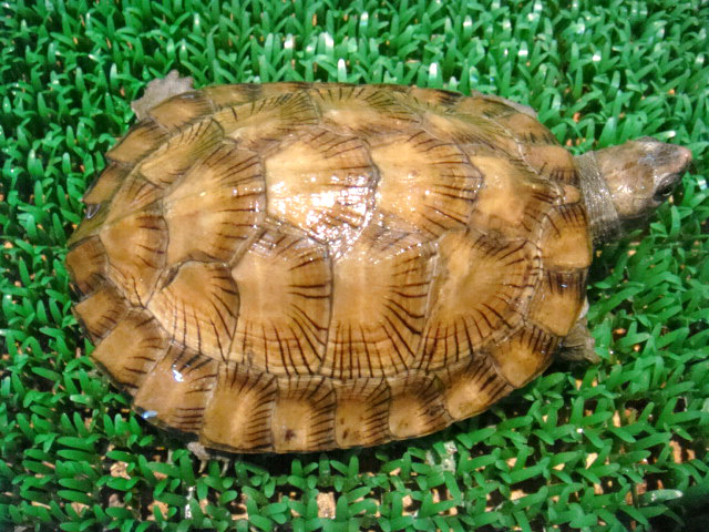 インドクロハラマルガメ