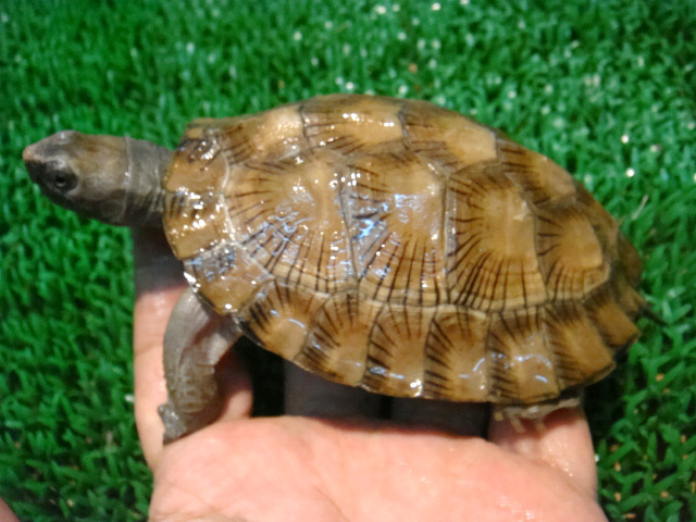 インドクロハラマルガメ(2)