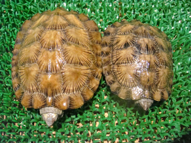 インドクロハラマルガメ(3)