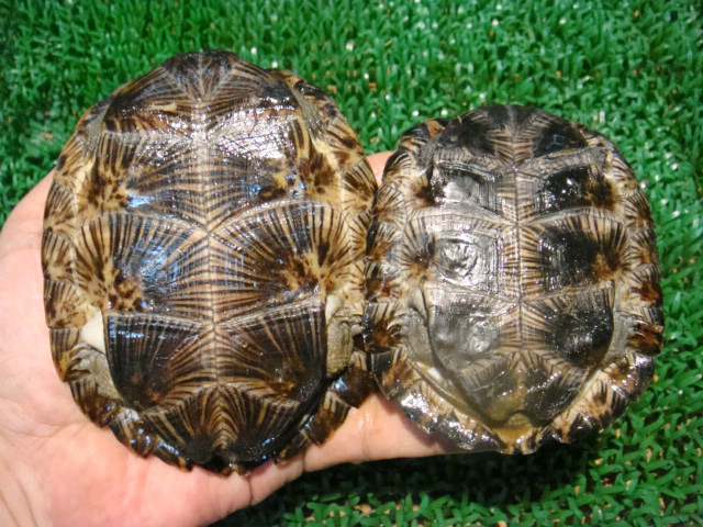 インドクロハラマルガメ(5)