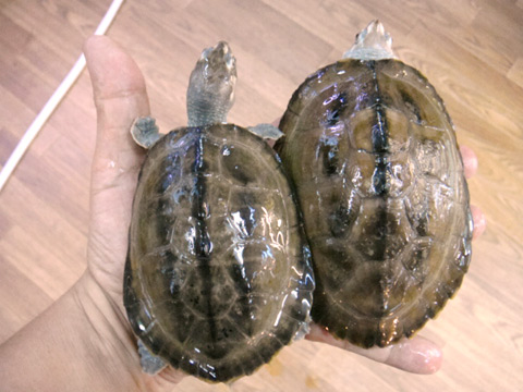 オオセタカガメ(5)