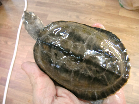 オオセタカガメ(3)
