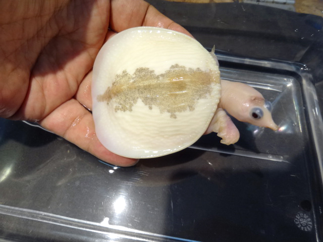 インドシナオオスッポン(11)