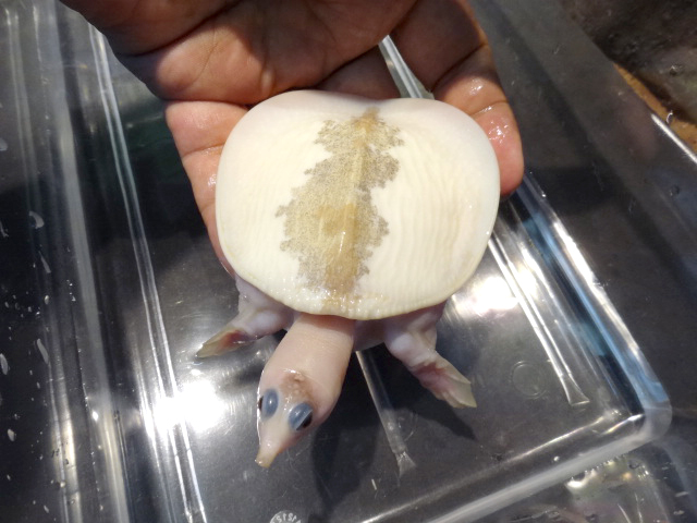 インドシナオオスッポン(10)