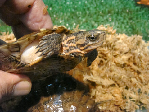 スジクビマルガメ(3)