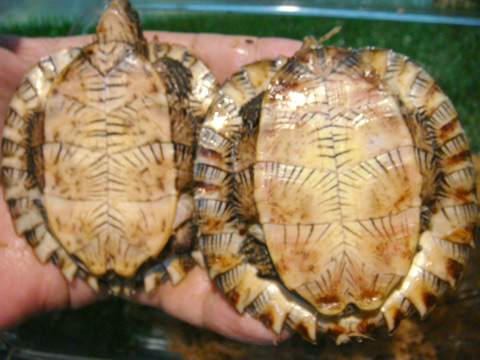 スジクビマルガメ(4)