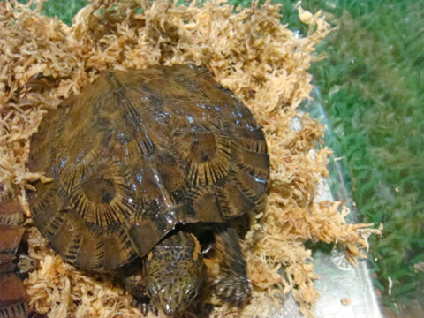 スジクビマルガメ