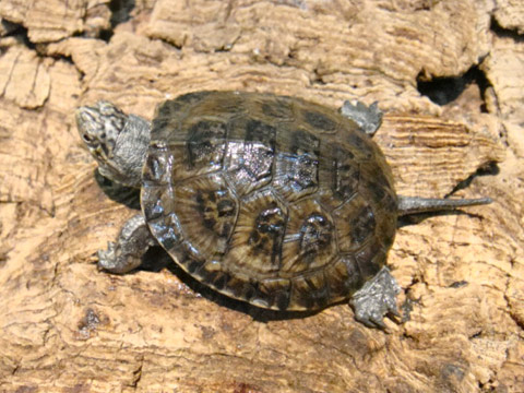 ブチイシガメ(9)