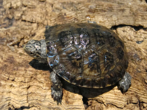 ブチイシガメ(10)