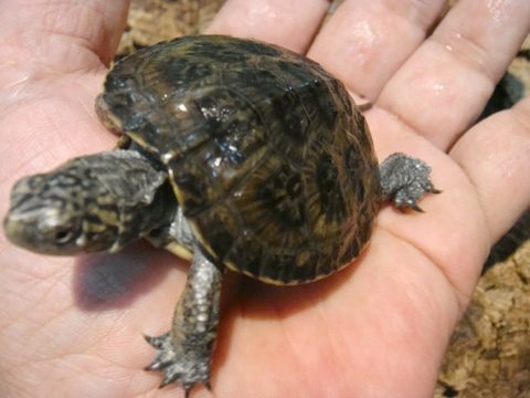 ブチイシガメ(11)