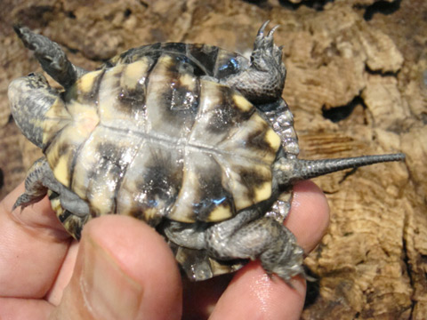 ブチイシガメ(12)