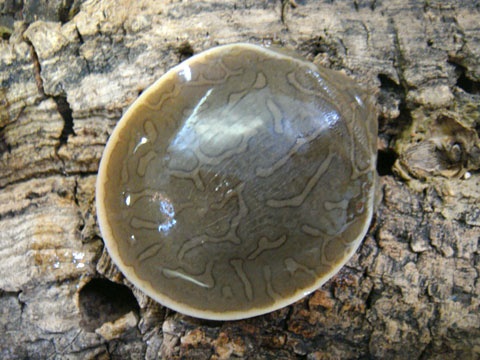 カンチャナブリコガシラスッポン(1)