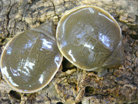 カンチャナブリコガシラスッポン(3)