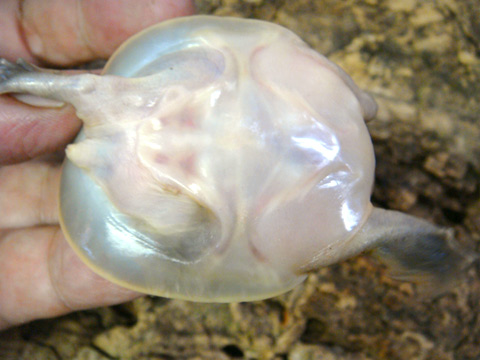 カンチャナブリコガシラスッポン(4)