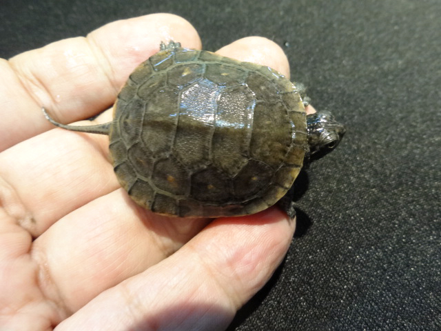 ブランディングタートル