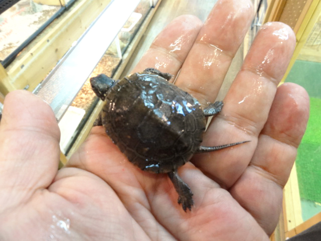 ブランディングタートル(3)